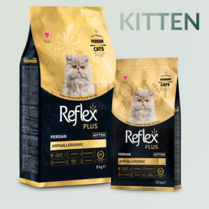 Reflex Kitten For Sale in Pakistan